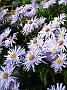 Aster dum-Hybr Silberteppich2